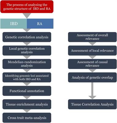 Inflammatory bowel disease and rheumatoid arthritis share a common genetic structure